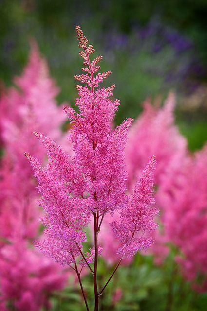 astilba-1776091403.jpg