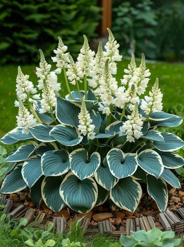 hosta-1776091812.jpg