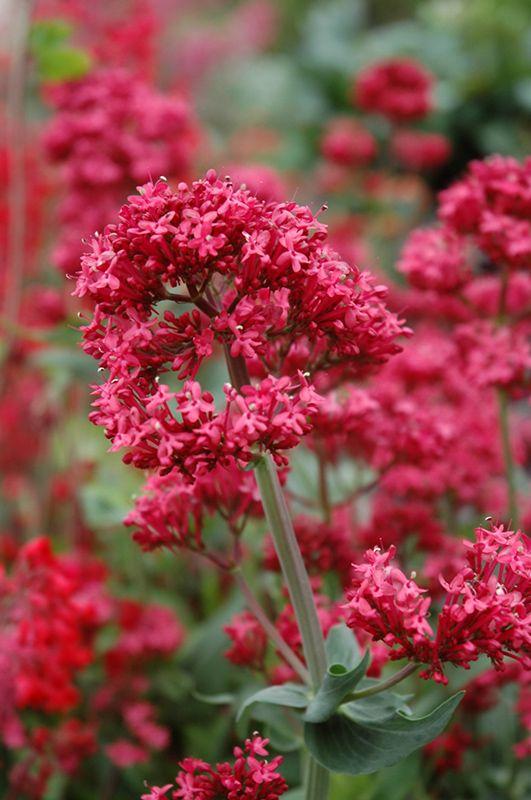 valeriana-1776090829.jpg