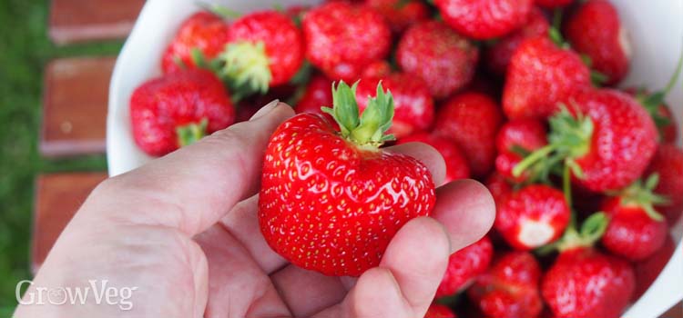 strawberry-masterclass-harvested-2x-1779389473.jpg