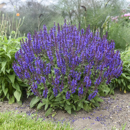 salvia-violet-profusion-apj22-2-1784366683.jpg