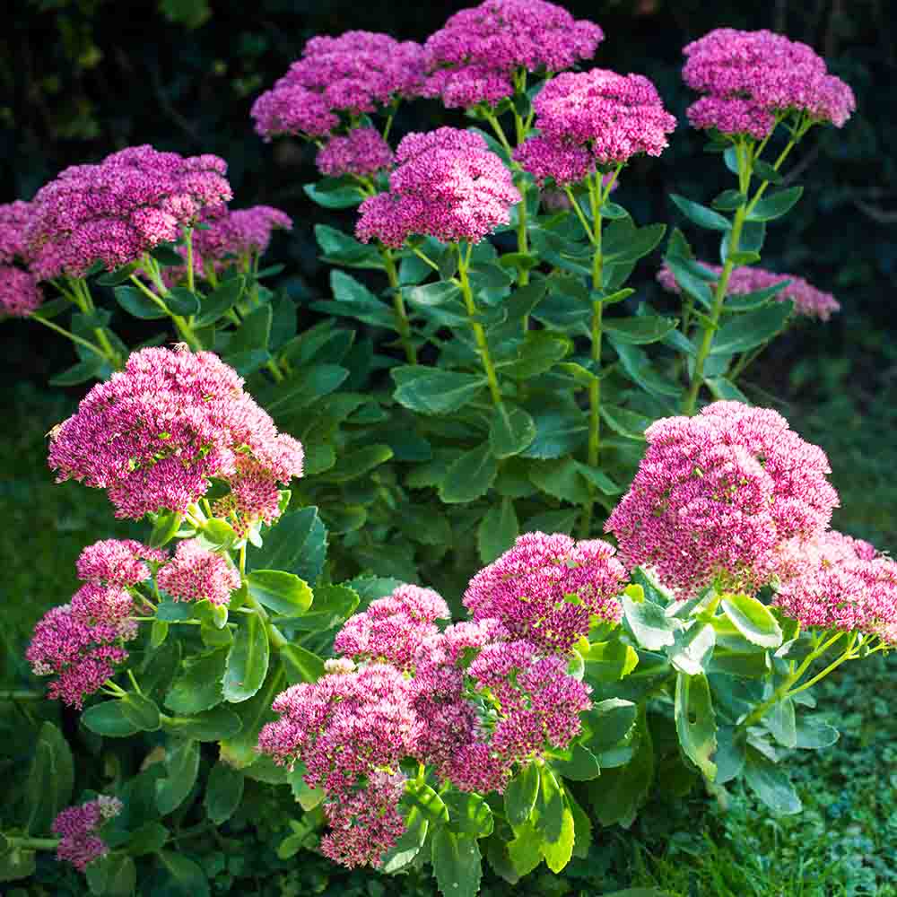 sedum-spectabile-rosenteller-sedo-1784365495.jpg