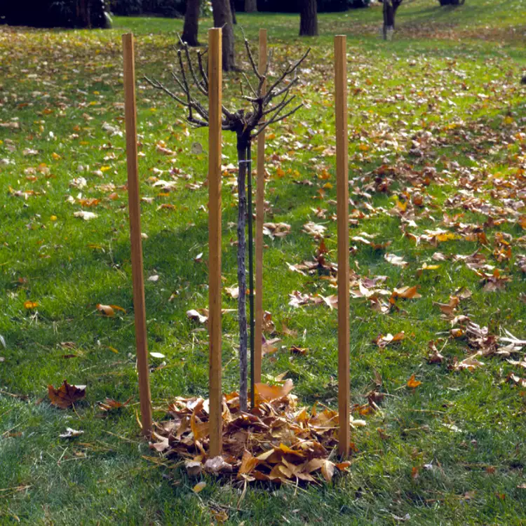 tree-rose-with-stakes-d738a6e47d98484b8514501c439bafb7-1784899454.webp