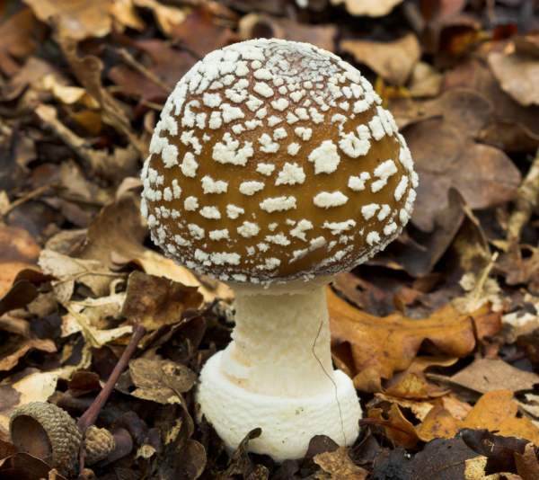 amanita-pantherina8-1787991098.jpg